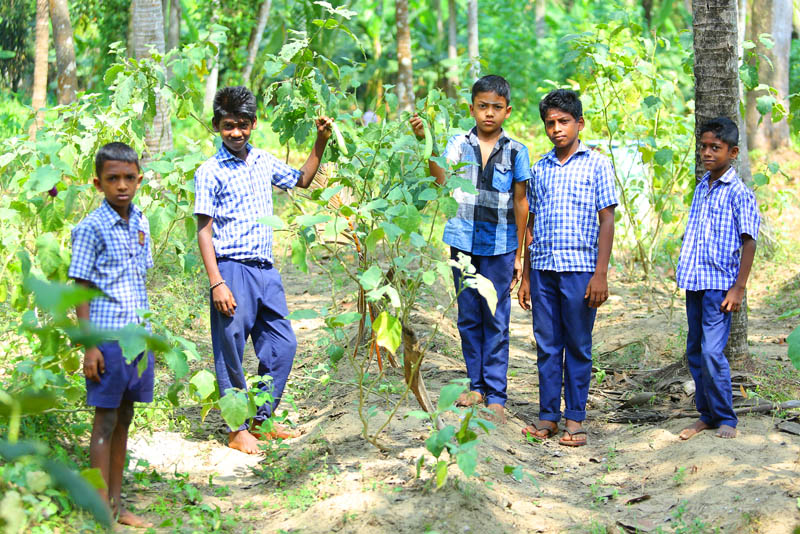 Organic Farming